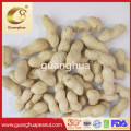 Roasted Peanut in Shell Good Quality for Sale